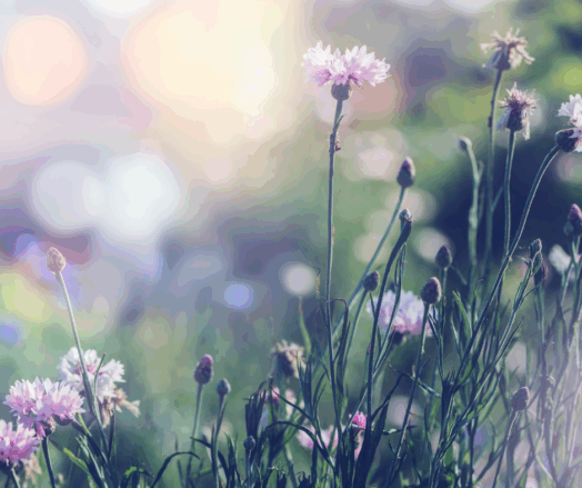 Vilda blommor med rosa och vita blommor i mjukt ljus.