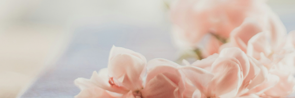 Soft pink flowers in focus, lying on a blurred pastel background.